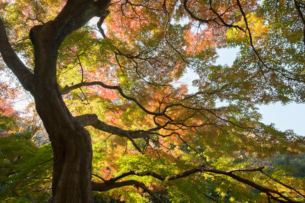 【新宿御苑(モミジ山)】②20141122