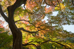 【新宿御苑(モミジ山)】②20141122