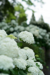 相模原麻溝公園【紫陽花：アナベル】20170624