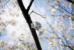 本牧山頂公園【桜：大島桜】①20180324