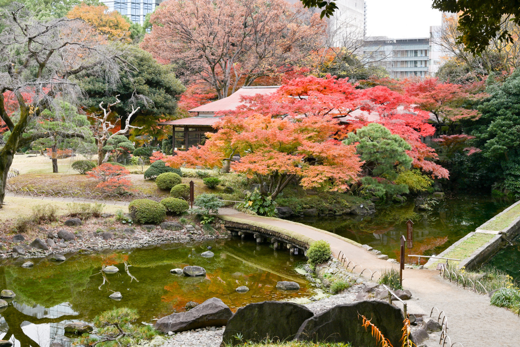 小石川後楽園【渡月橋付近の紅葉】②20241202