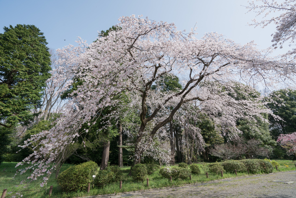 神代植物公園【サクラ：枝垂れ桜】①20220331