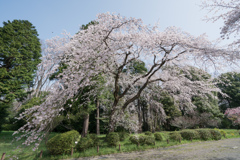 神代植物公園【サクラ：枝垂れ桜】①20220331