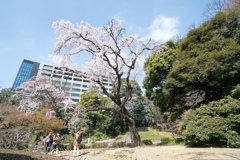 小石川後楽園【大堰川横の枝垂れ桜～見頃】20230322