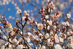 小田原フラワーガーデン【梅：淡路】①20170128