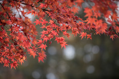 【紅葉(山中湖)】①20151101