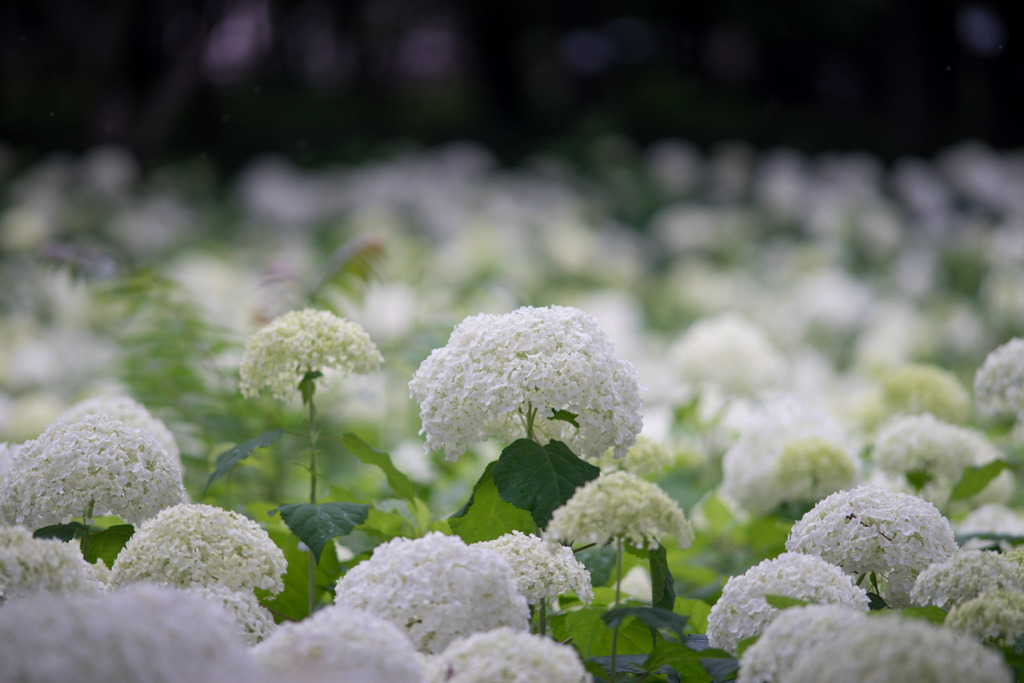 相模原北公園【紫陽花：アナベル】②20180617