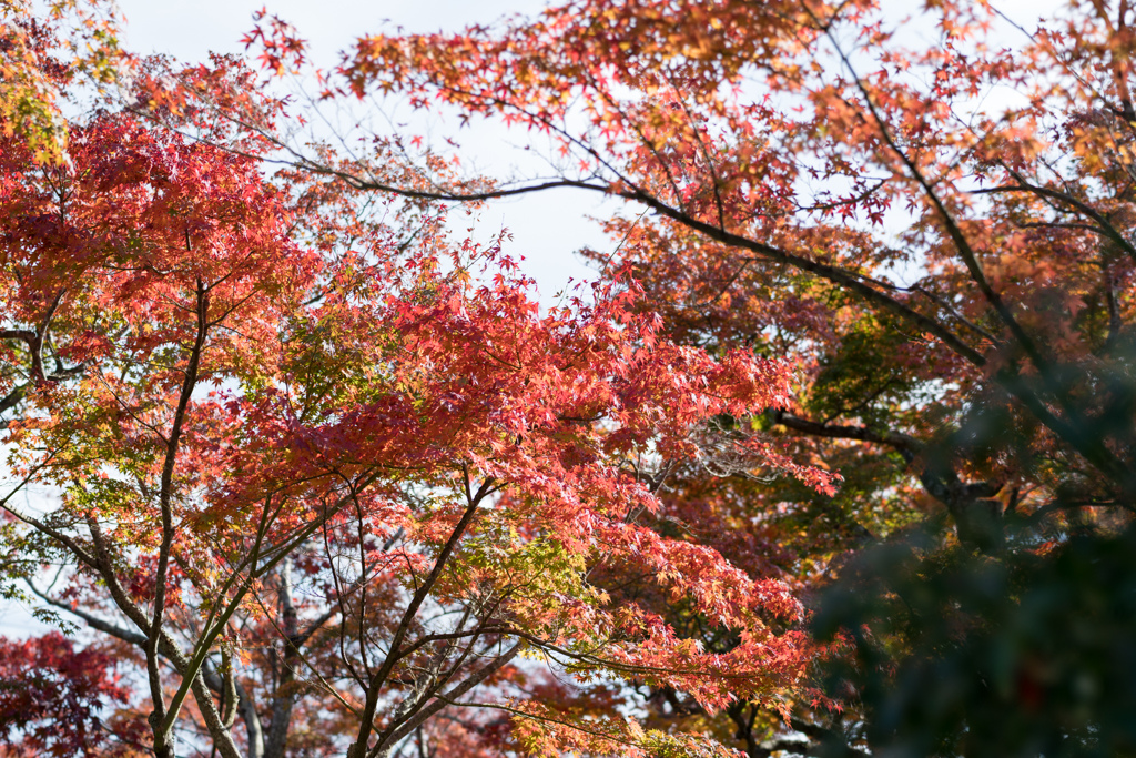 箱根美術館【苔庭の紅葉】⑤20211114