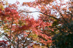 箱根美術館【苔庭の紅葉】⑤20211114