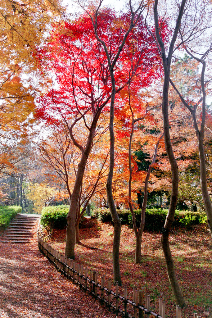 神代植物公園【かえで園： 神代小橋付近】④20191214