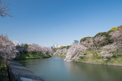 【千鳥ヶ淵緑道の桜】⑦20200326