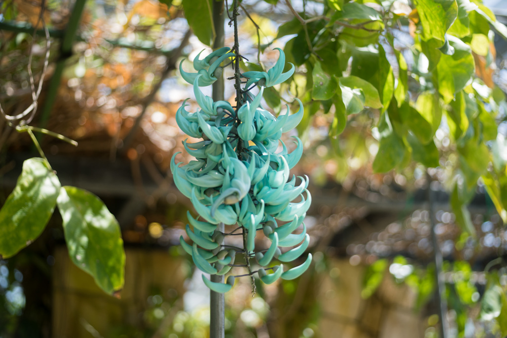 大船フラワーセンター【温室の花：ヒスイカズラ】20210418