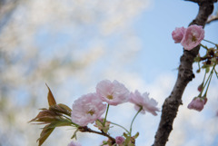 神代植物公園【サクラ：一葉】20180331
