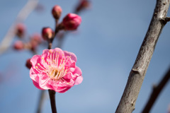 小田原フラワーガーデン【梅：八重寒紅】20180107