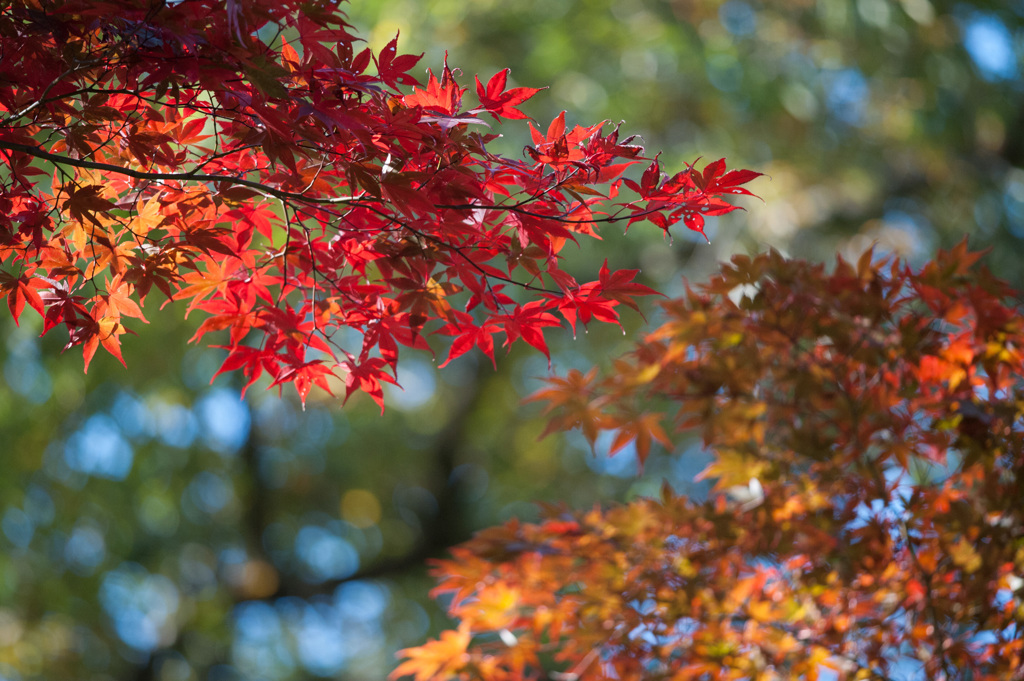 【薬師池公園の紅葉】⑤20141116