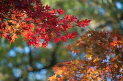 【薬師池公園の紅葉】⑤20141116