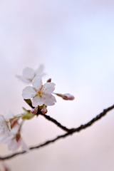 薬師池公園【玉繩桜：アップ】①20250310