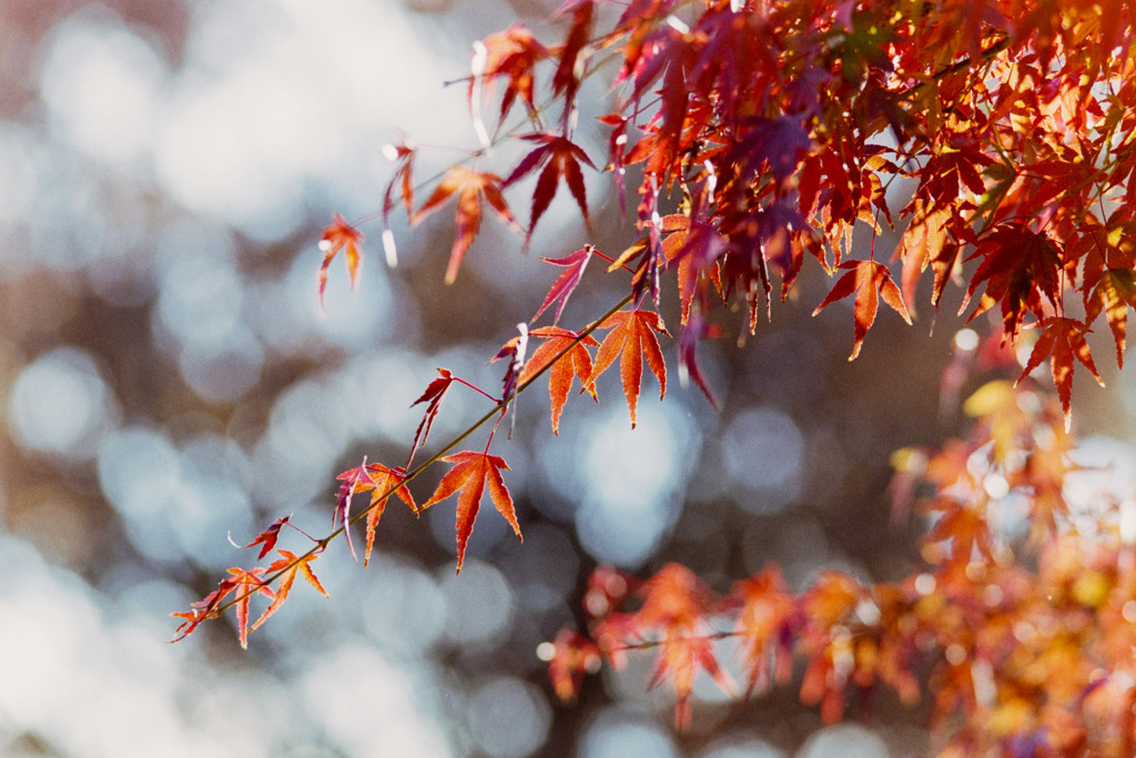【ささぶねの小路沿いの紅葉】④20181125
