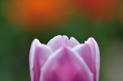 【チューリップ】⑧20140413