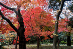 新宿御苑【旧御涼亭あたりの紅葉】②20171202