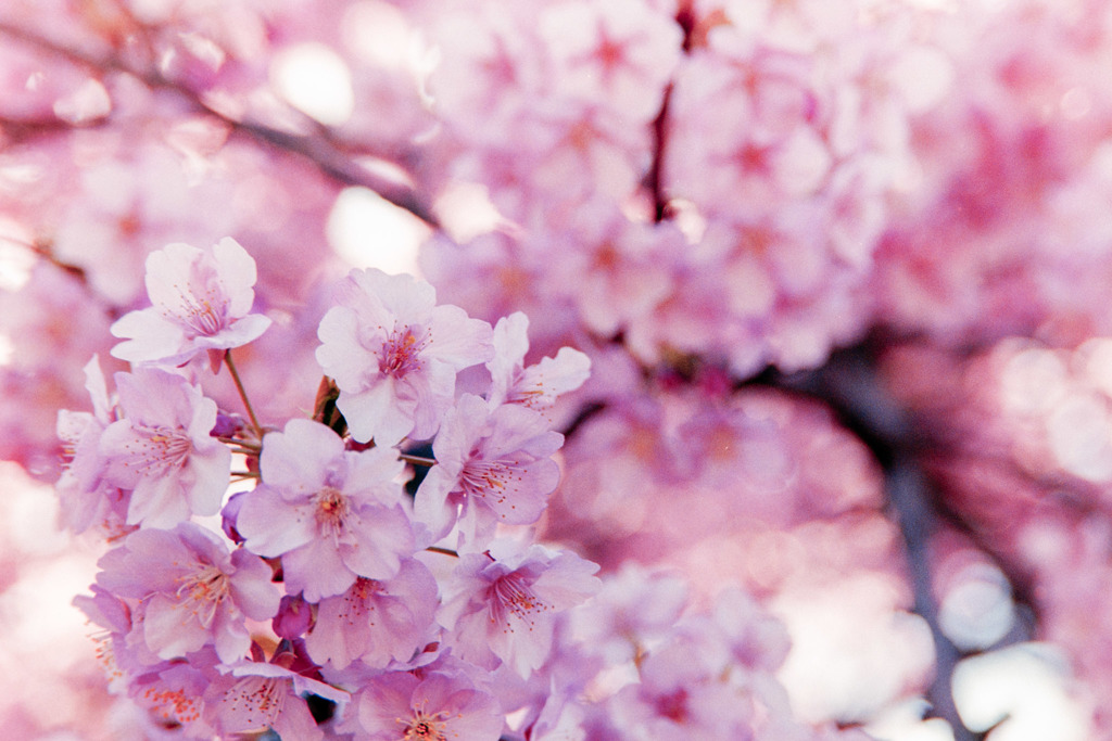 大船FC【桜：河津桜】③20190309