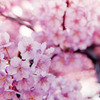 大船FC【桜：河津桜】③20190309