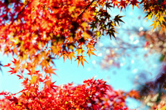 昭和記念公園【日本庭園：紅葉のアップ】⑥20211106銀塩NLP