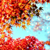 昭和記念公園【日本庭園：紅葉のアップ】⑥20211106銀塩NLP