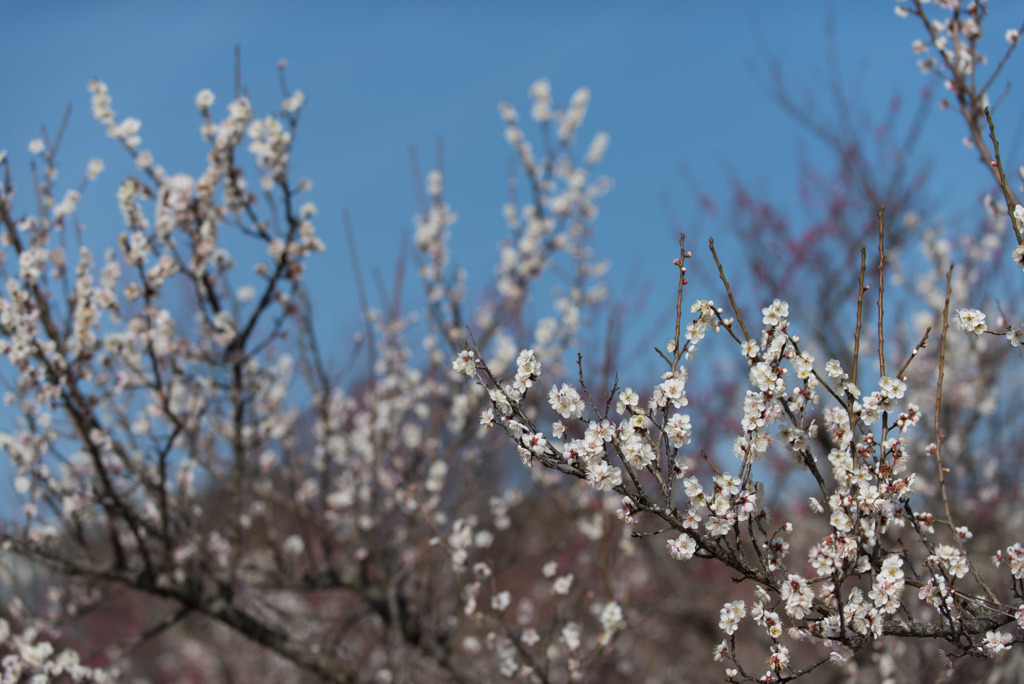小田原FG【梅：一郎】①20190224
