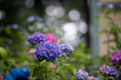 府中市郷土の森【アジサイ】d1、f=1.4_Planar_85mm