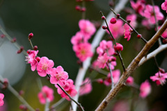 大倉山公園梅林【梅の花：紅千鳥】①20260206