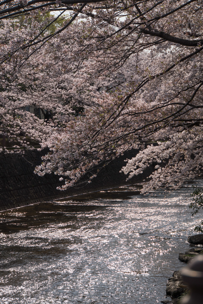 【恩田川の桜】⑤20180331