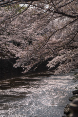 【恩田川の桜】⑤20180331