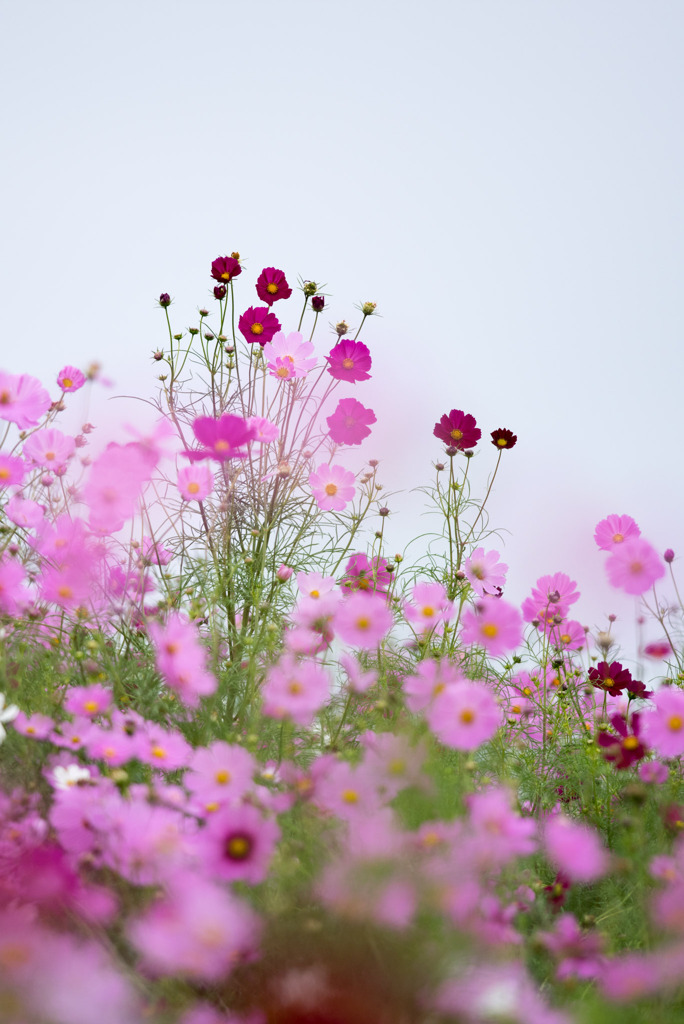 昭和記念公園【花の丘の花畑】②20191006