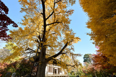 九品仏浄真寺【本堂の大イチョウ】20241206