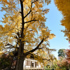 九品仏浄真寺【本堂の大イチョウ】20241206
