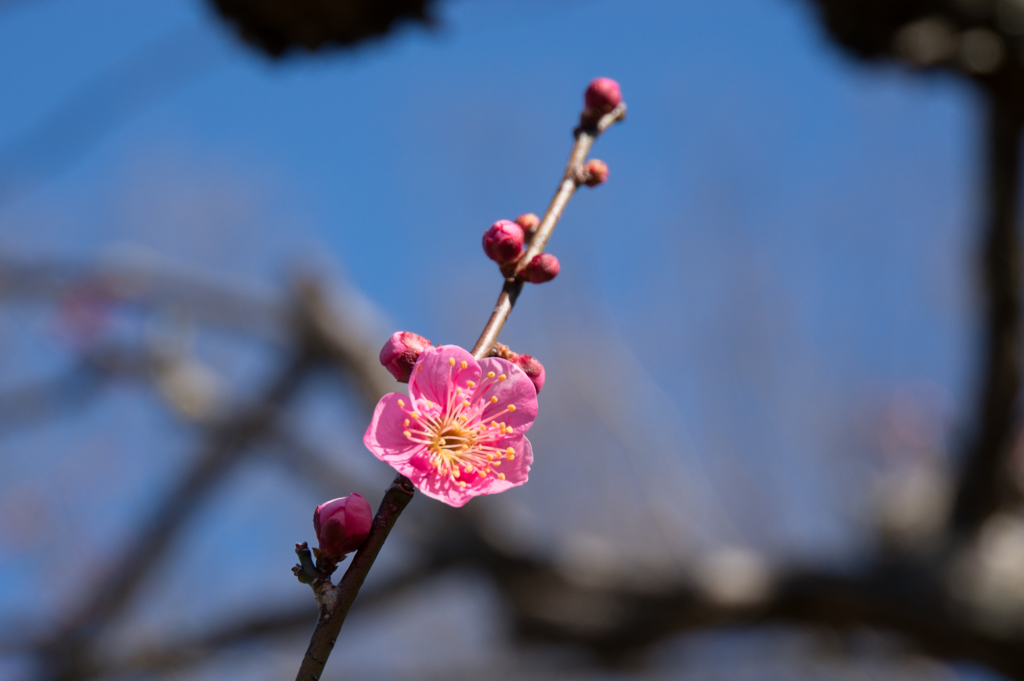 神代植物公園【梅：紅鶴】