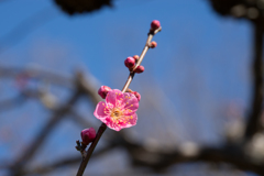 神代植物公園【梅：紅鶴】