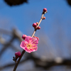 神代植物公園【梅：紅鶴】