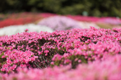 【神代植物公園(ツツジ)】④20150426