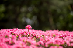 神代植物公園【くるめつつじ】20230413