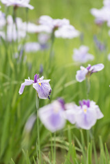 神代植物公園【花菖蒲】⑤20190602