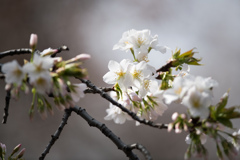 新宿御苑【早咲き桜：大島桜】②20220320