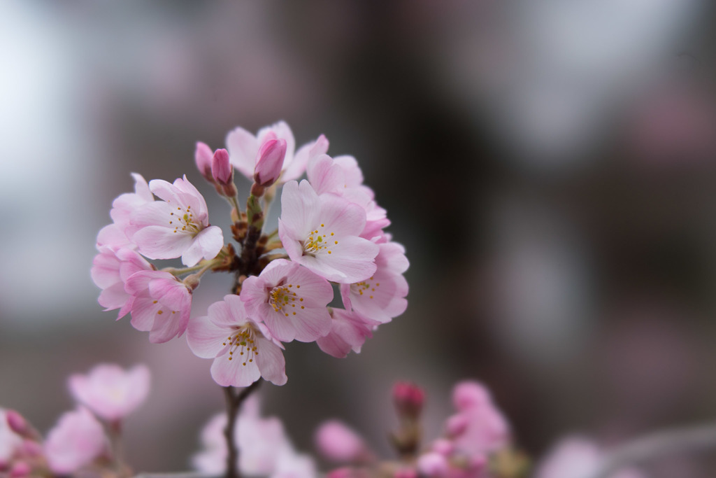 神代植物公園【桜：神代曙】③20190323
