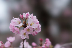 神代植物公園【桜：神代曙】③20190323