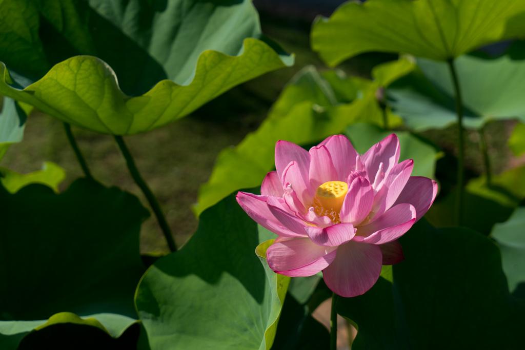 大船フラワーセンター【蓮の花：霞光染指】20230711