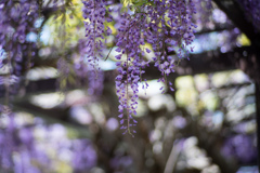 大船フラワーセンター【藤の花：紫系】④20220423