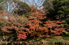 【小石川後楽園(通天橋付近の紅葉)】①20151212