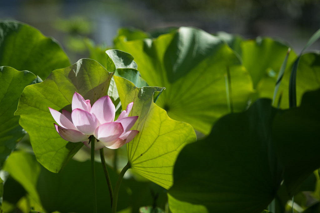 大船フラワーセンター【蓮の花：蓮田のハス】20230729