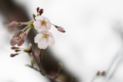 テリタビーズ公園【桜：染井吉野】①20170401
